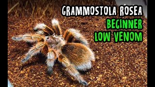 Grammostola rosea ready stock 2019 [upl. by Euqinamod]