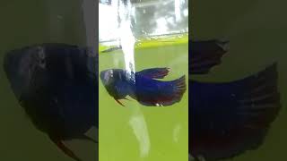 Fccp cull ❤️ bettaindonesia bettafish betta bettafighter bettabreedingtank bettaworld betta [upl. by Rome696]