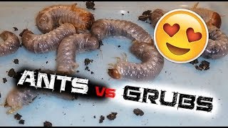 Feed My Pets Friday Ants vs Beetle grubs [upl. by Aivek928]