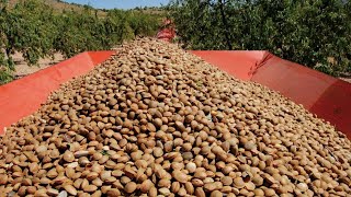 ✅ HOW INDUSTRIAL ALMOND MILK IS MADE 🥛  ALMOND MILK FACTORY [upl. by Adlesirg]