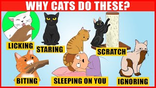 The Meaning Behind 14 Strangest Cat Behaviors  JawDropping Facts about Cats [upl. by Alejandrina]