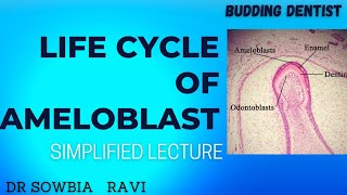 LIFE CYCLE OF AMELOBLASTS [upl. by Ttenaj574]