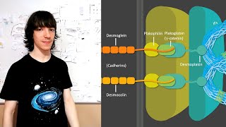 Desmosomes Structure and Functions [upl. by Autry]