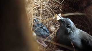 Whiterumped shama feeding chick in its nest webcam [upl. by Kaltman332]