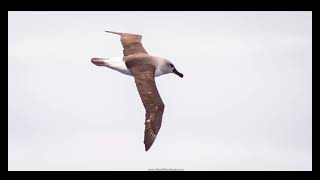 We are going on the Flock to Marion 2025 and these Pelagic Birds are what we are hoping witness [upl. by Chapin]