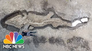 Fossilized Ichthyosaur Or Sea Dragon Found In England [upl. by Illa]