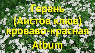 Герань кровавокрасная Альбум Краткий обзор описание характеристик geranium sanquineum Album [upl. by Philipa]