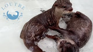 Otter Beat Kissed By All Family Members [upl. by Cyrille]