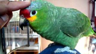 red lored amazon parrot listing to the radio [upl. by Theta]