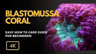 Como Cuidar Fazer Mudas e Fazer Crescer o Coral Blastomussa Blastomussa spp [upl. by Llertnad]