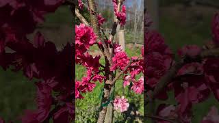 10 Flowering Fruit trees and bushes in MidMarch gardening garden flowers [upl. by Nimsay]