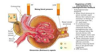 Regulation of GFR autoregulation via myogenic mechanism Myogenic mechanism [upl. by Shandee]