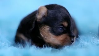 5 Day Old Yorkie Puppies Learning to Walk [upl. by Ybreh]