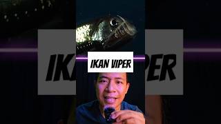 Ikan Viper fish viperfish creature horrorstories youtubeshorts shorts wildlife [upl. by Gausman568]