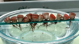 Sub Water therapy experiments with lithops [upl. by Assirroc667]