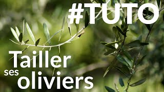 Tuto  Comment tailler un olivier [upl. by Aicertap]