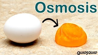 Eggs and Osmosis  A Fun Science Experiment [upl. by Cailly]