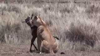 Lion kill Masai Mara by Jools Lloyd [upl. by Hornstein509]