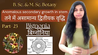 Anomalous secondary growth in stem  Bignonia बिग्नोनिया  B Sc amp M Sc Botany [upl. by Akineg]