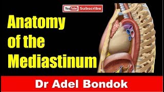 Mediastinum Dr Adel Bondok [upl. by Akeyla616]