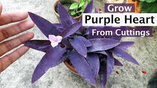 Growing Purple Heart plant From Cutting  Purple Heart Plant Propagation [upl. by Salamanca]