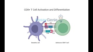 CD8 T Cells Understanding the Role of Cytotoxic T Cells in Immunity [upl. by Marten]