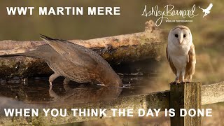 Simplify your wildlife photography  WWT Martin Mere [upl. by Sidwel]