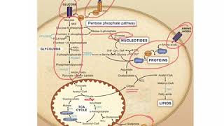 Metabolic reprogramming in cancer [upl. by Tihom]