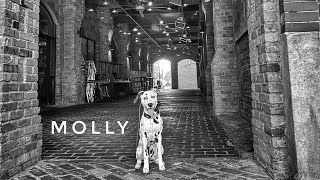 5mo Dalmatian Molly Community K9  Best Dog Trainers in Florida [upl. by Darcie]