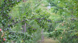 Building YOUR Permaculture Orchard [upl. by Aniz545]