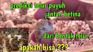 prediksi puyuh jantan dan betina dari telur [upl. by Jacobba]