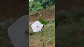 Flowers of Ipomoea sepiaria climber [upl. by Rellia]