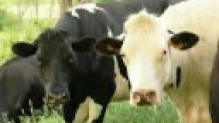 Vote YES on the Prevention of Farm Animal Cruelty Act [upl. by Festus]