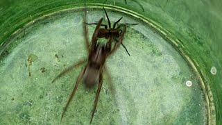 UK Mouse Spider vs Wolf Spider [upl. by Audy]