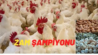 YUMURTA NEREYE KOŞUYOR Suçlu Dolar mı Soya mı dolarneolur soyayemi yumurtadiyeti yem [upl. by Claman]