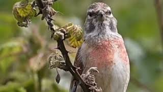 pardillo canto 1 HORA  singing Linnet [upl. by Nonnahsed]