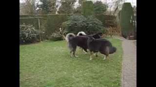 TIBETAN MASTIFFS PLAYING [upl. by Ecyor]