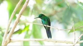 Green crowned Brilliant Heliodoxa jacula  male [upl. by Nesyaj]