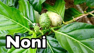 All About Noni [upl. by Atiragram333]