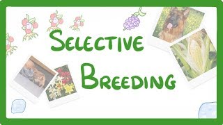 GCSE Biology  Selective Breeding 77 [upl. by Pump397]