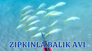 Zıpkınla Balık Avı  Tral Balığı Vurdum  spearfishing camping kamp spearfishing [upl. by Branca]