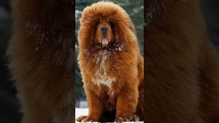 Facts About Tibetan Mastiff Dog in hindishortsytshorttibetan mastiff [upl. by Licht392]