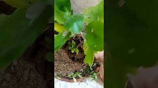 PatherchatBryophyllum plant Repoting plantscity youtubeshorts [upl. by Cooper]