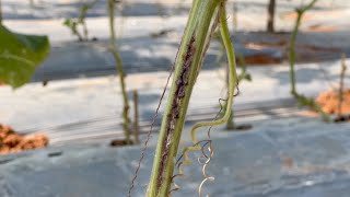 Gummy Stem Blight In Cucurbits  Fungal Disease amp Management  Farming Inspirations [upl. by Abbot]