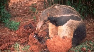 5 Fakten über Ameisenbären Die Monotasker der Tierwelt [upl. by Ilse849]