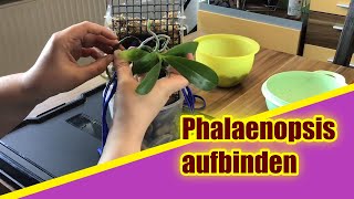 Gewinnervideo Phalaenopsis am Moosstab [upl. by Harlow]