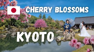 Beautiful Kyoto Cherry Blossom [upl. by Ruthe]