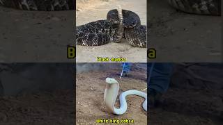 King cobra vs Black mamba  Battle of the deadly snakes animals shorts cute [upl. by Irakuy]