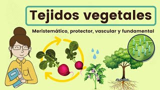 Los TEJIDOS VEGETALES [upl. by Guy]