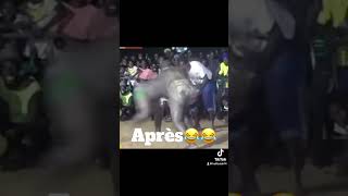 Combat Démba Baldé vs Mbaxal gui …Gigiri atéh na combat bi😂😂 [upl. by Sussi]